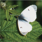 Eco Industries